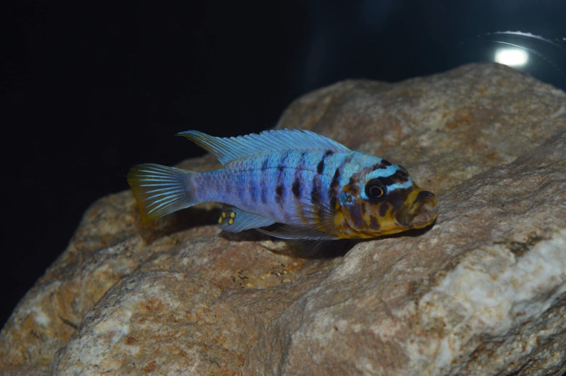 Maylandia fainzilberi 'Nkanda'